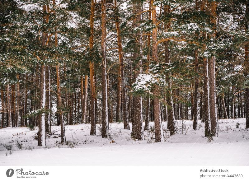 Coniferous trees covered with snow in winter forest evergreen flora nature environment wildlife cold branch coniferous plant woods vegetate grow fir woodland