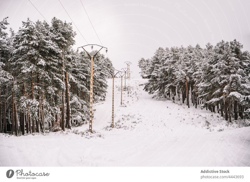 Electricity poles among snowy trees in winter forest electric post power environment flora nature cold cloudy coniferous row wood energy line frozen wire frost