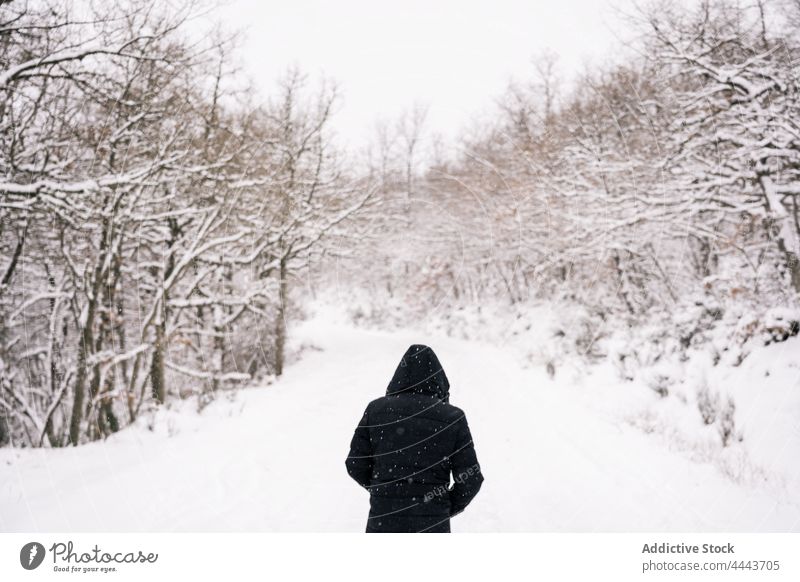 Anonymous person in warm outerwear walking in snowy forest in daylight season traveler warm clothes nature wintertime tree woods cold pathway woodland