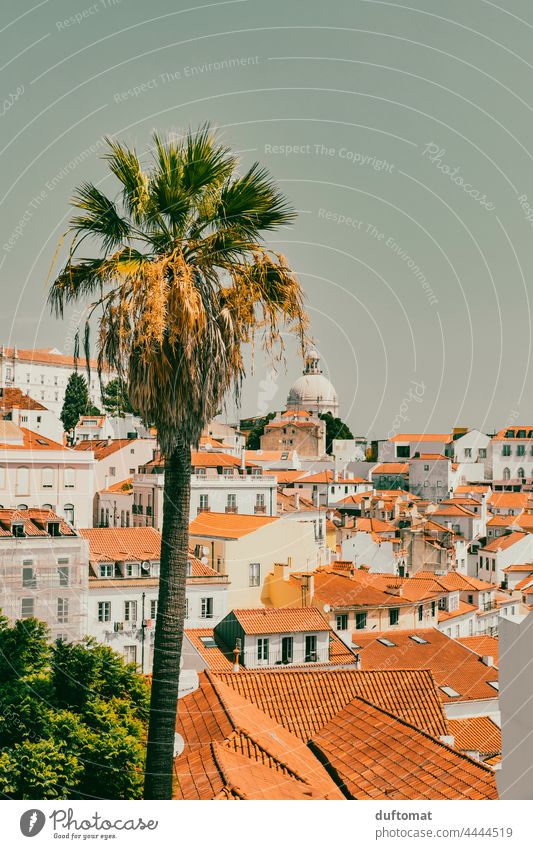 View over Lisbon Alfama with palm tree in the foreground Portugal Palm tree Old building Southern Roof House (Residential Structure) Travel photography