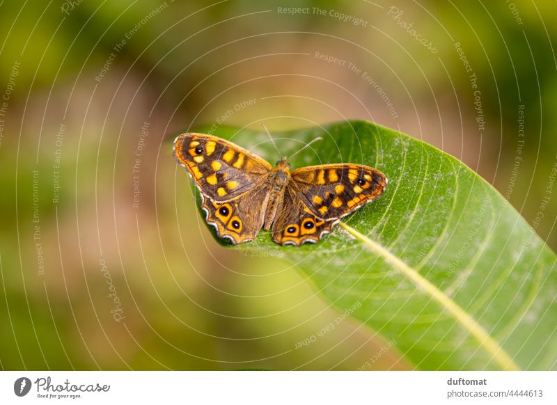 Butterfly (eye butterfly) sitting on leaf Nature naturally out Leaf Plant Animal Grand piano Close-up Insect Feeler Animal portrait Wild animal Sit Fox Eye