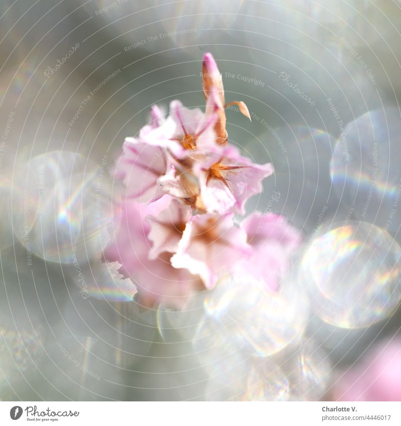 Kind of dreamy flowers blossoms bokeh bokeh lights blurriness Light Bright hazy Delicate gleaming Dreamily sparkle sparkling Pink light gray Glittering Gorgeous