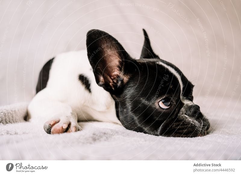 Cute puppy lying on the sofa french bulldog sleep purebred blanket pet tired animal quiet lazy canine domestic breed pedigree mammal asleep creature at home