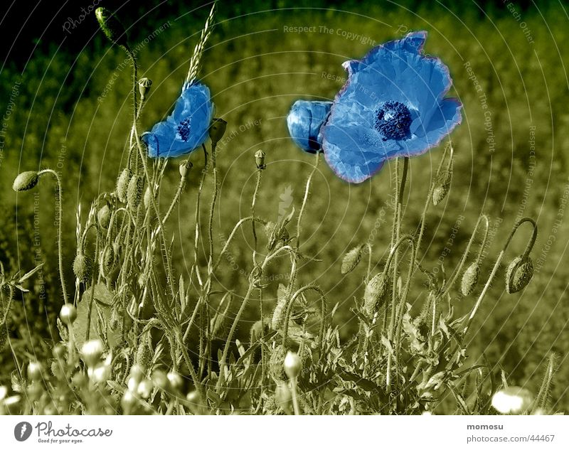 poppy in blue Poppy Meadow Blossom Blue