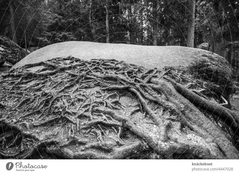 root Root roots Nature Forest Tree Black & white photo Stone root network