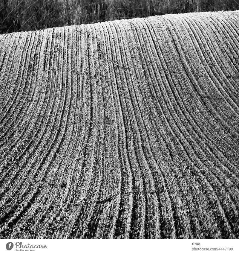 Lifelines .150 - field on hill with seed furrows in front of forest edge acre Agriculture Pattern structure Surface Hill Furrow Processed Waves Forest