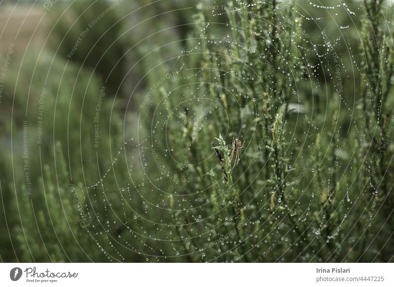 The spider in the forest weaves its strong webs. spider web in the dew. animal autumn background botanical bright close closeup danger detail details drop