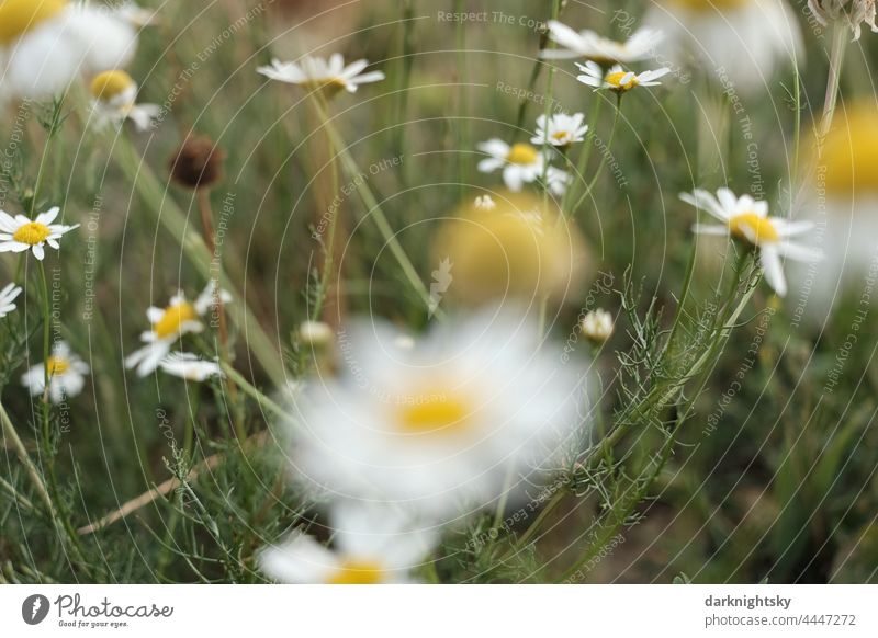 Chamomile flowers in a large number, suitable for medicinal tea and herbal tea and effective against inflammation. Tea# Flower Plant Healthy naturally Nature