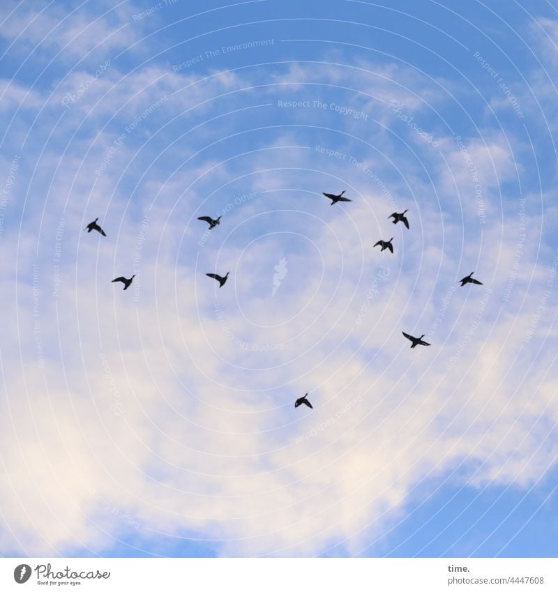 it's time again birds Flight of the birds Migratory birds animals Sky Clouds 10 geese Flying Flock In transit Nature