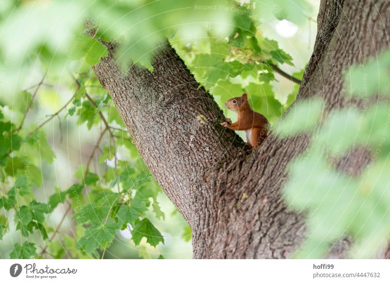 a red squirrel sits in a maple tree Squirrel Red-haired red-headed squirrel Bushy Pelt Rodent Tree Brown Mammal Wild animal Paw Small Tails cute Tree trunk
