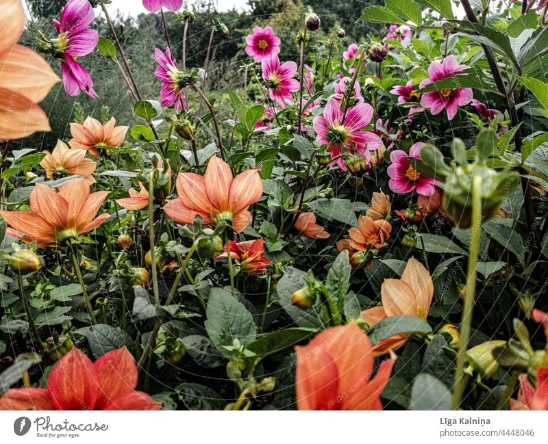 Orange and Pink flowers dahlias in garden Flowers blossom Blossoming blossoming flowers natural light daylight spring flowers come into bloom Spring