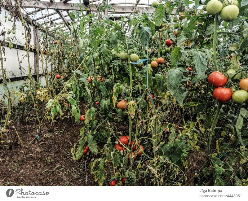Tomatoes in the greenhouse Vegetable Healthy Plant Organic produce Vegetarian diet Fresh Red Green Healthy Eating Colour photo Food Vegan diet Vitamin