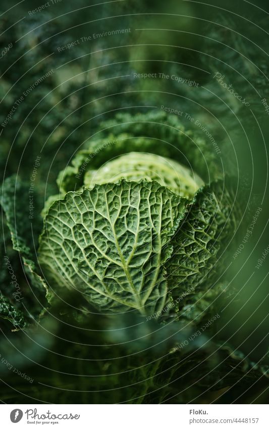 young savoy cabbage in growth Savoy cabbage Cabbage Plant food Eating Garden Vegetable Green naturally Fresh vegan sustainability self-sufficiency self-catering