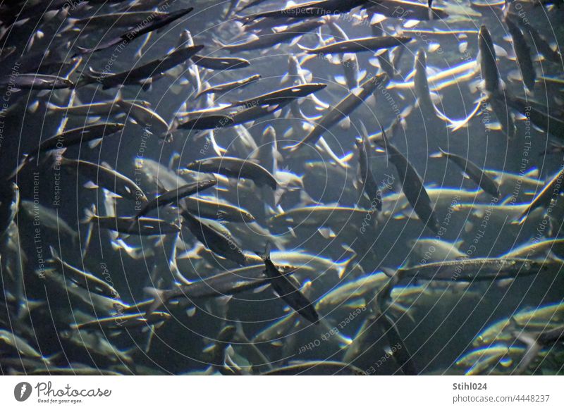 swarming with fish Flock Shoal of fish Aquarium Ocean ocean underwater Water Underwater photo Dive Swimming & Bathing Blue Muddled Group of animals Animal