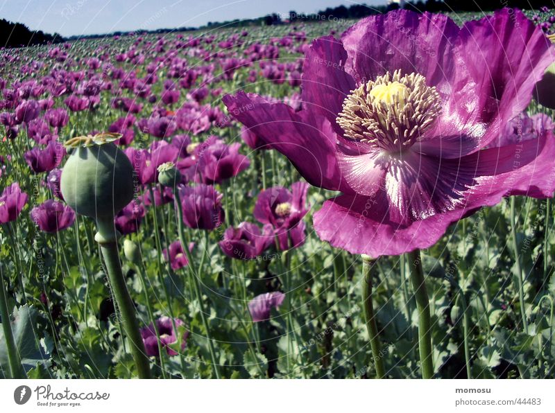lots of poppies Poppy Flower Blossom Violet Field Seed Agriculture