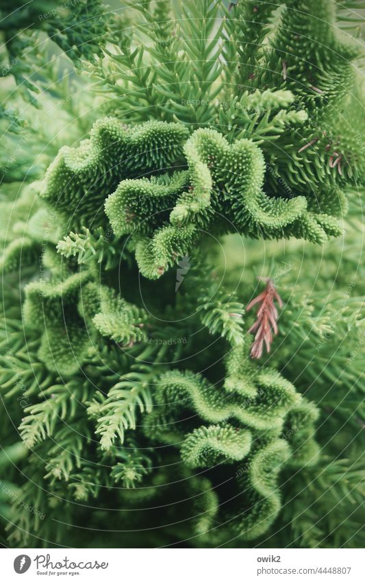 Coral Spruce Coniferous trees Twigs and branches Thorny Nature Green needles Tree Many detail Colour photo Plant Environment Branch Growth Fine Small Contrast