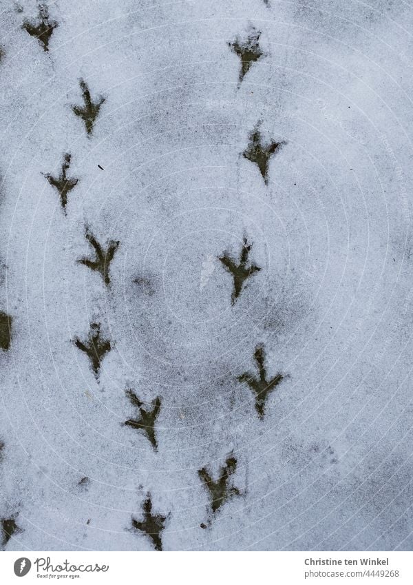 Bird tracks in the snow... The paths part... bird tracks Tracks Snow Animal tracks Snow track Winter Cold White Snow layer Nature Contrast Deserted