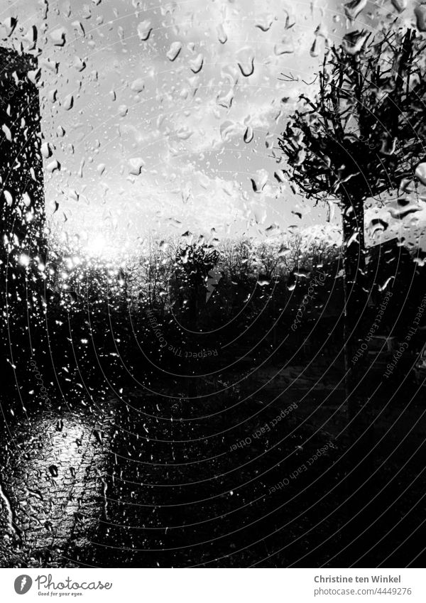 View through the wet window pane in gloomy rainy weather on a bare tree and a paved way Rainy weather Wet reflection Window pane somber Tree Treetop off
