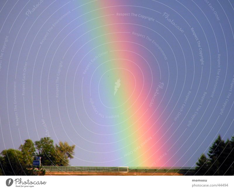 the rain bent Rainbow Natural phenomenon Tree Multicoloured Arch Sky Colour