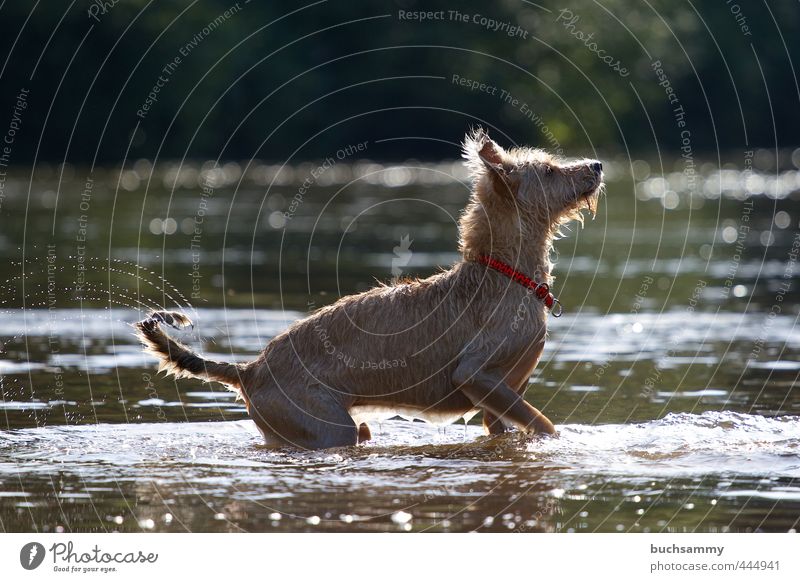 Expectant dog Joy Summer Nature Animal Water Lakeside Pet Dog 1 Swimming & Bathing Looking Stand Happy Wet Red Joie de vivre (Vitality) Watchfulness Endurance