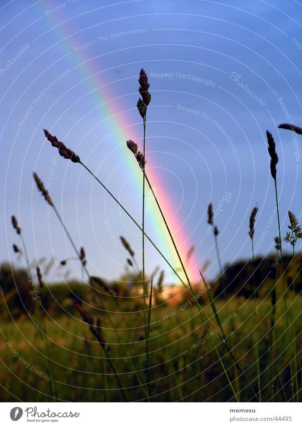 rainbow Rainbow Grass Multicoloured Sky Blue