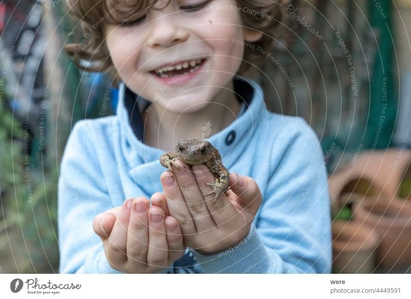 A little boy is happy to have a toad in his hand Cheerful Little boy animal caucasian child concentrated curious earth toad fingers human human child