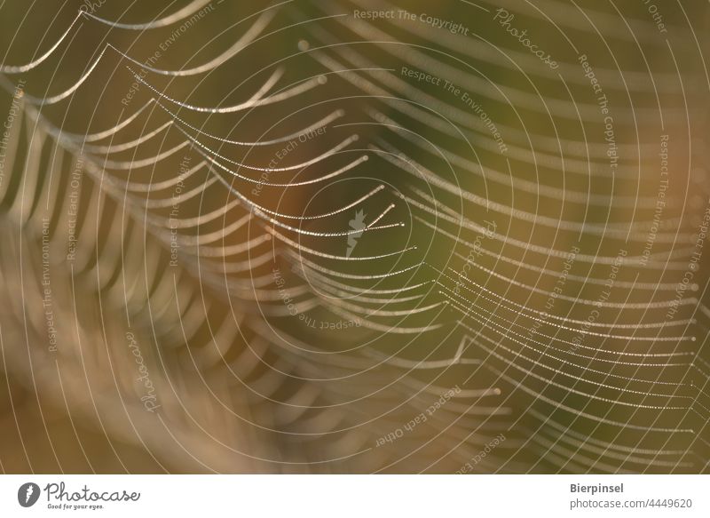 Spider web with morning dew Spider's web spider Loot Catch threads Dew water droplets Spinning silk bike net Animal Close-up Nature Drops of water moisture