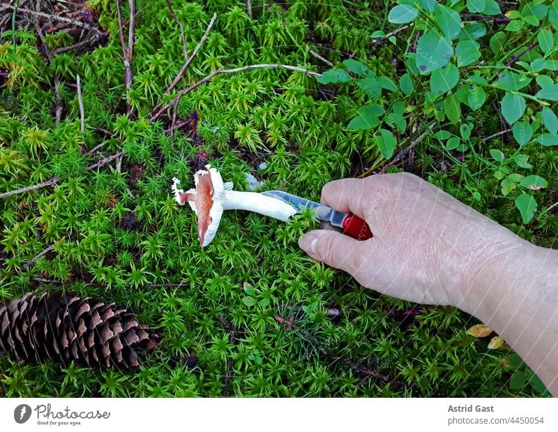 Mushroom hunting in the forest. A woman cuts a mushroom (bright red russula) from the forest floor Hand Cut off amass Edible venomously mushroom hunting
