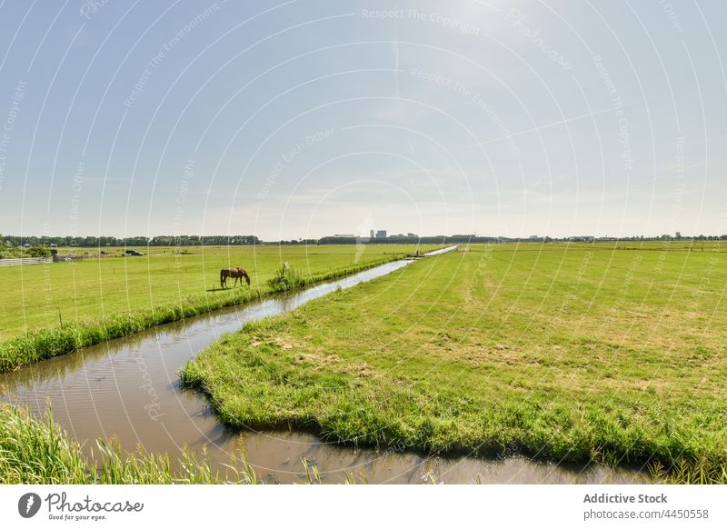 Horse grazing in pasture against river in countryside horse graze landscape nature grassland cloudy sky lawn water stallion livestock animal eat feed alone