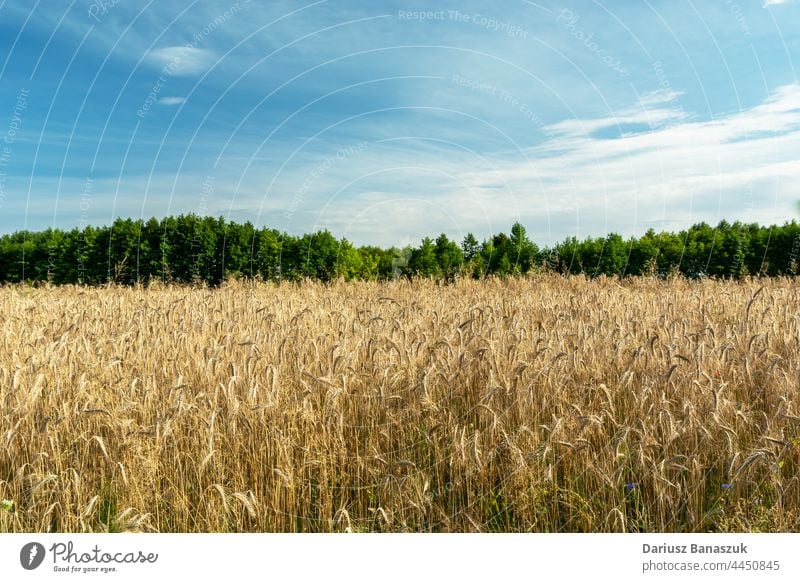 Triticale field and green trees, clouds on the sky triticale blue agriculture forest nature farm landscape plant summer growth wheat background food farming