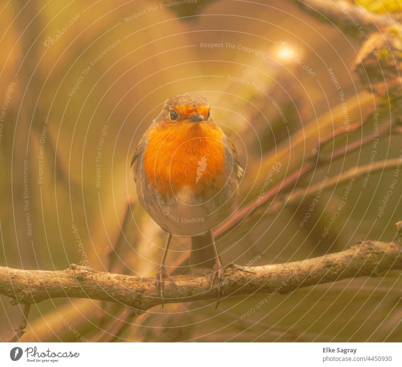 Robin in the morning light..... Robin redbreast Bird Exterior shot Deserted Shallow depth of field Colour photo Full-length Cute Sit Environment Wild animal