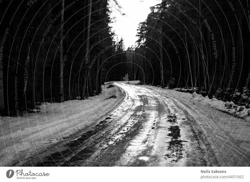 winding forest dirt road in Latvia. Mostly coniferous pine trees. grass on road sides. End of winter or early spring scene. Grey sky, melting ice and snow on roadside. Black and white gloomy version