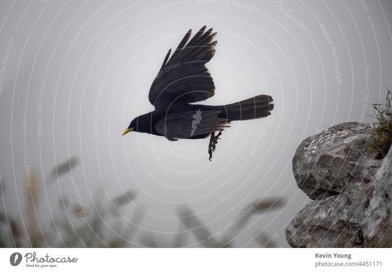 bird flying Bird Flying Freedom Animal raven Jump Nature