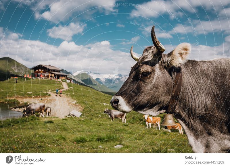 Cow in front of a hut in East Tyrol Alps Eastern Tyrol Hiking Peak vacation mountain Austria hike outlook vantage point Horizon panorama Vacation & Travel