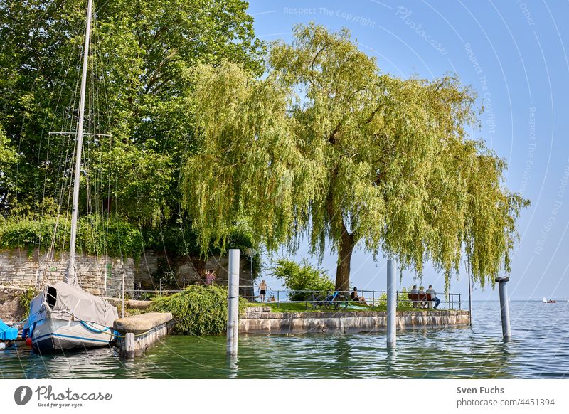 A tree at the Überlingen Mantelhafen harbour Harbour boat port Yacht harbour Jacket opening Investor Water Lake Constance Sky Blue Tree Green Promenade seafront