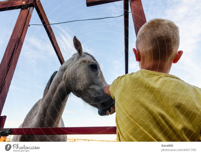 horse and child at the ranch in summer animal back view background black blue breed brown canine close up clouds countryside day domestic eye farm friendship