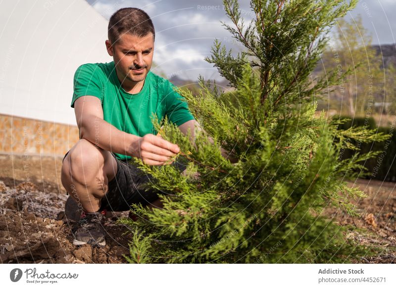 Gardener planting pine tree in countryside horticulturist pit land man natural terrain gardener attentive horticulture focus coniferous evergreen dry rough