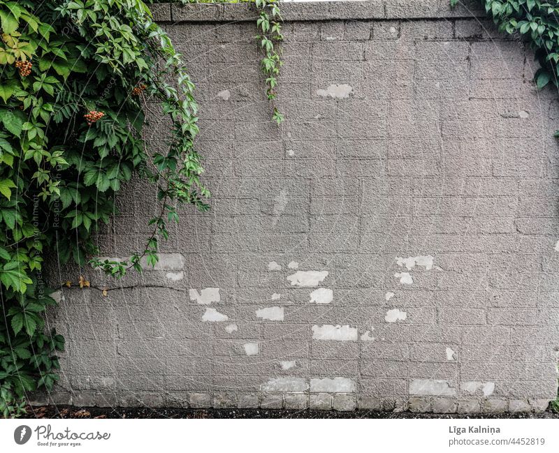 Brick wall with Green leaves on left Wall Background Wall (building) Wall (barrier) Facade Structures and shapes Brick facade Manmade structures Architecture