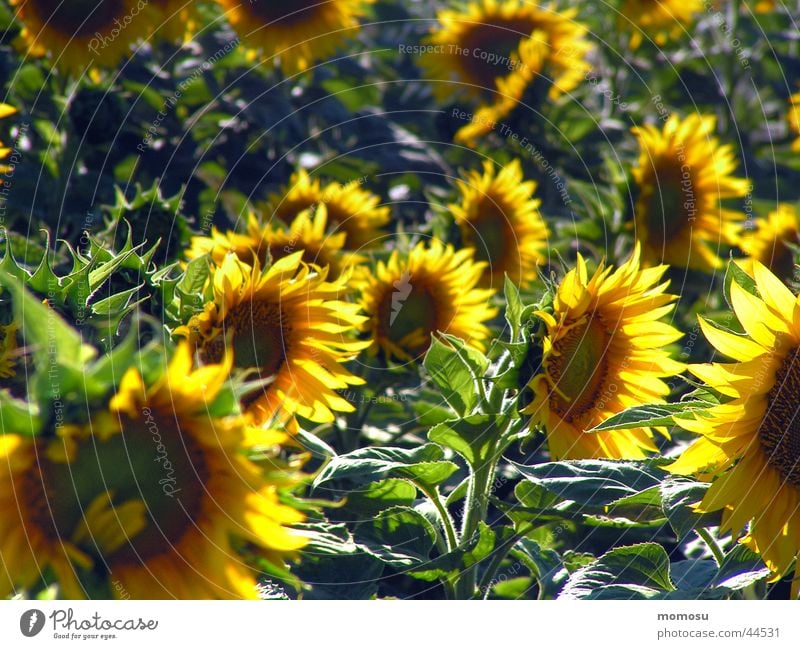in the sunny field Field Sunflower Flower Blossom Green Yellow Agriculture Harvest