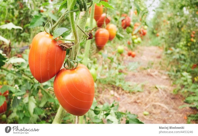 Close up picture of organic tomatoes at greenhouse plantation, selective focus. farm agriculture vegetable fruit garden natural red fresh food healthy