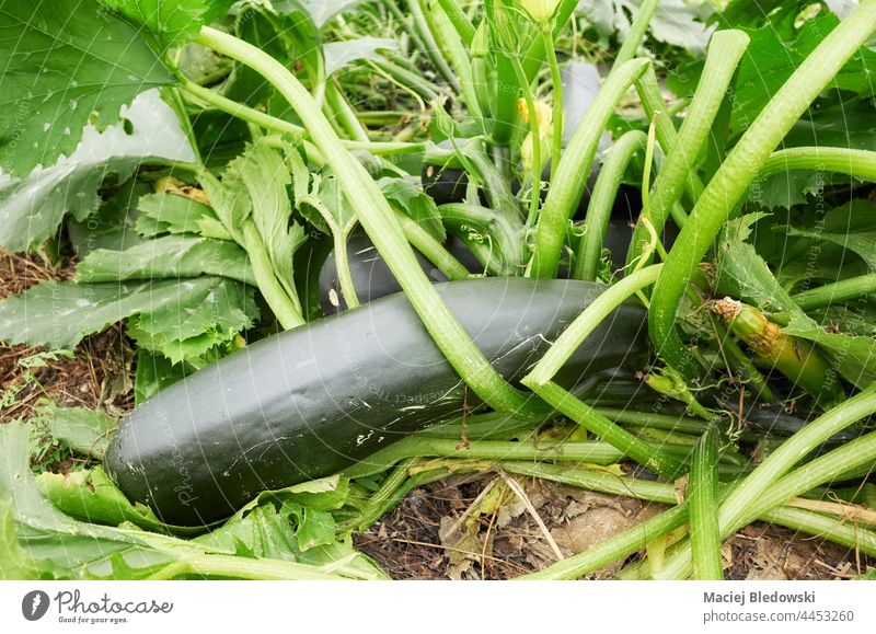 Close up picture of an organic zucchini. farm plantation cultivate vegetable food garden fruit greenhouse ground natural agriculture crop courgette leaf grow