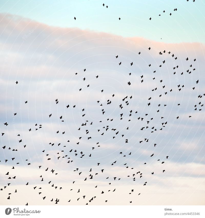 tourist party Flock of birds Flying Sky cloud In transit Migratory birds voyage in common move house