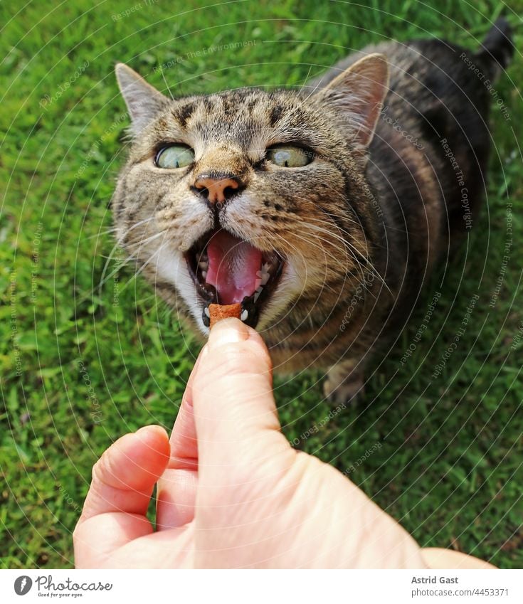 Funny cat photo of a little cat waiting with open mouth for the food held out to her Cat Feeding Mouth open wittily feeding yummy Hand Woman kitten Small