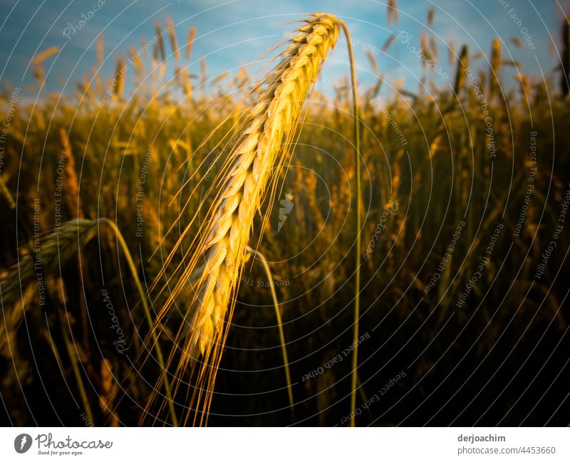 Das  Weizenkorn ist reif. Ein Korn im Sonnenlicht ,im vorder Grund.  Bald  beginnt die Ernte. Wheat Summer Grain Field Nature Cornfield Ear of corn Grain field