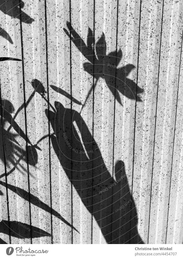 Shadow of flower and hand on a transformer box Shadow play Flower Blossom Hand stop Plant Light and shadow play