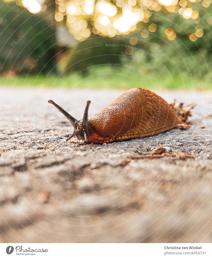 A shiny red road snail crawls across a path ... In the background bushes and sunlight with bokeh Crumpet red slug Arion rufus Slug Air-breathing land snail