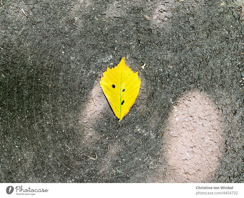 A yellow autumn leaf lies on the sidewalk and seems to look at the viewer with an oblique gaze Autumn leaves Leaf Yellow Autumnal colours off Sunlight