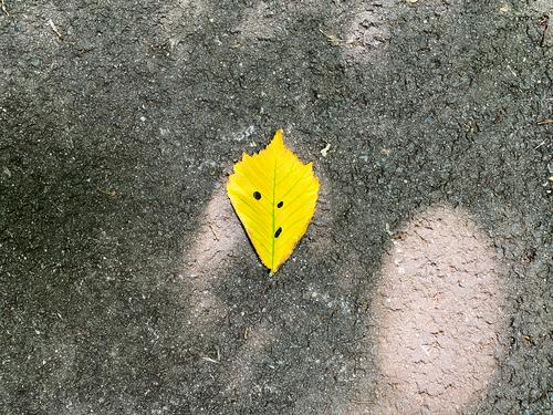 A yellow autumn leaf lies on the sidewalk and seems to look at the viewer with an oblique gaze Autumn leaves Leaf Yellow Autumnal colours off Sunlight