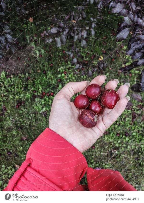 Plums in hand Plum tree Tree Exterior shot Colour photo Fruit Green Harvest Garden Delicious Fruit trees Fruit garden Organic produce Nature Food Juicy Healthy