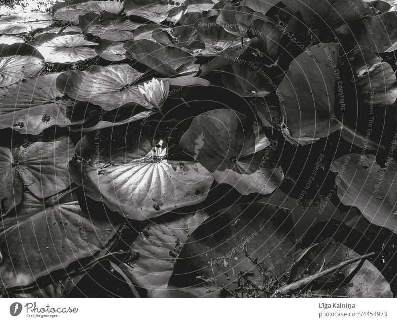 Waterlillies in black and white Surface of water Lake waterlily Pond Water reflection Calm Nature Plant Idyll Fullframe Flower flowers